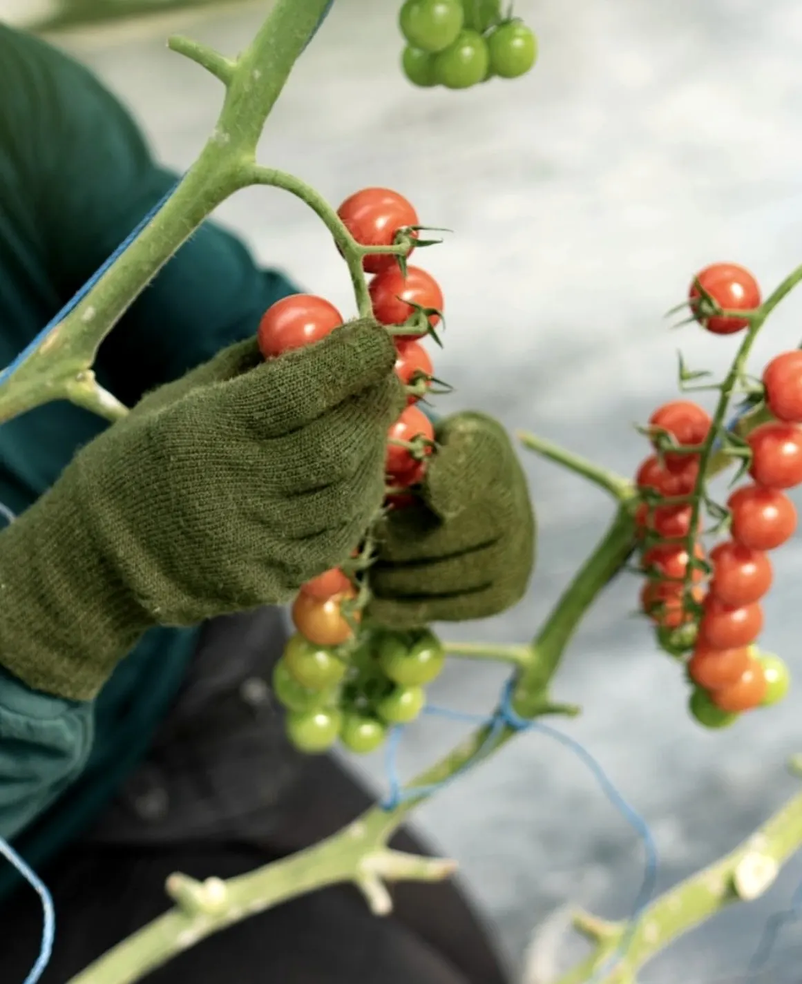 MediterAsian dishes and ingredients at Kokoon restaurant 1